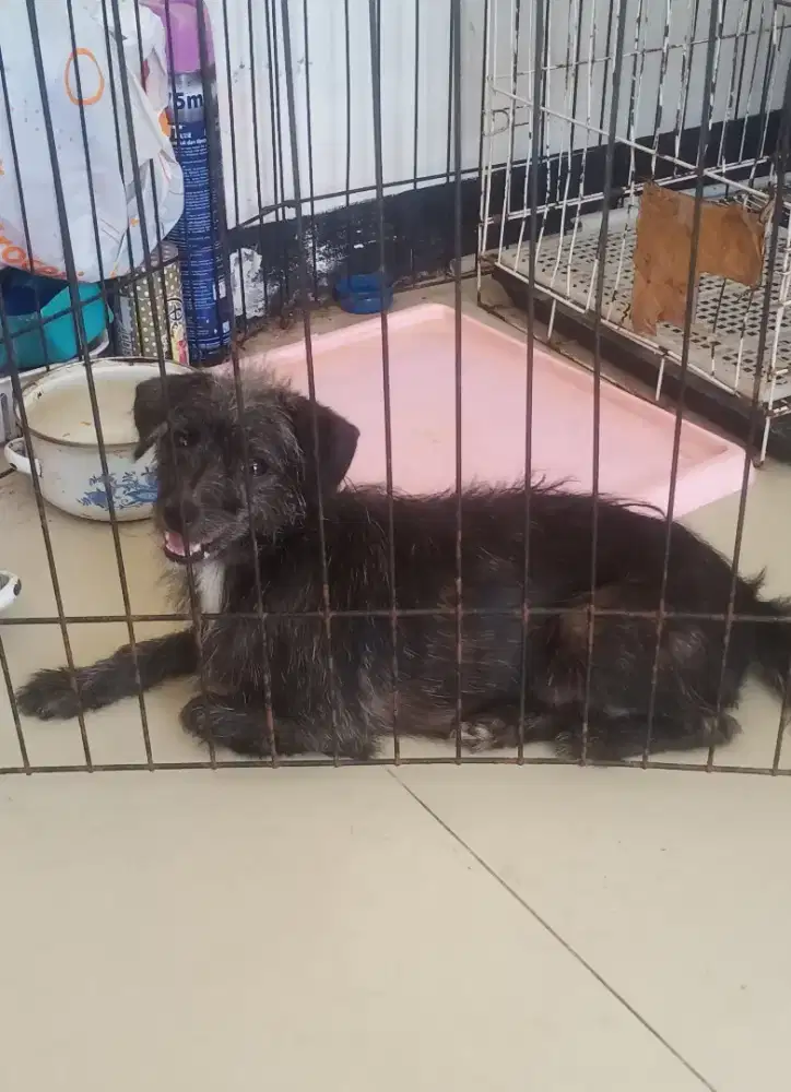 Anjing Penjaga Rumah Border Colie Mix
