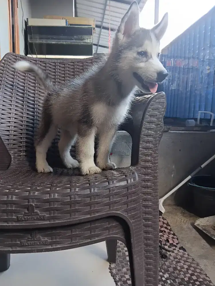 Siberian husky jantan 2 bulan