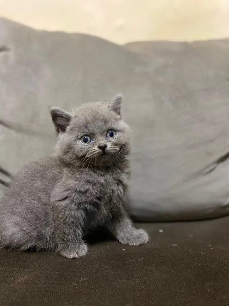 British Short Hair Kitten Blue