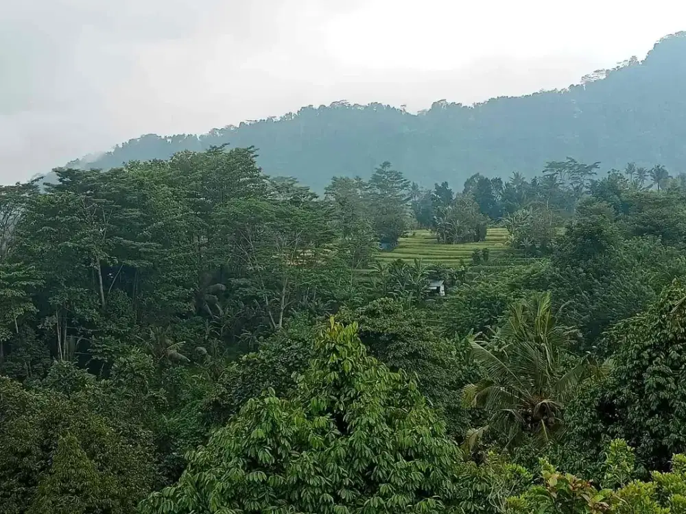 Tanah Sidemen jungle Riceview