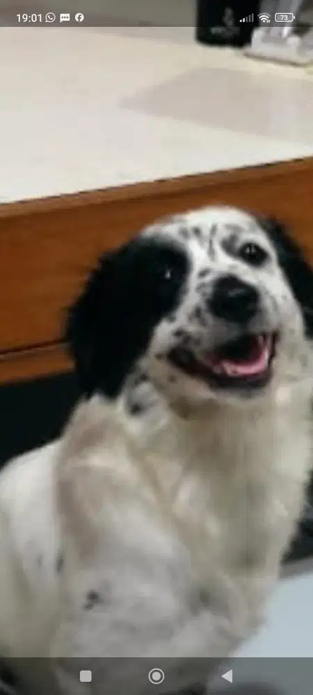 anak anjing 6 bulan