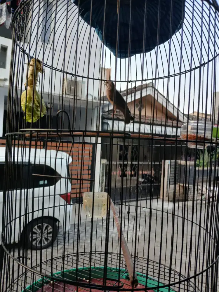 Burung blacktroot