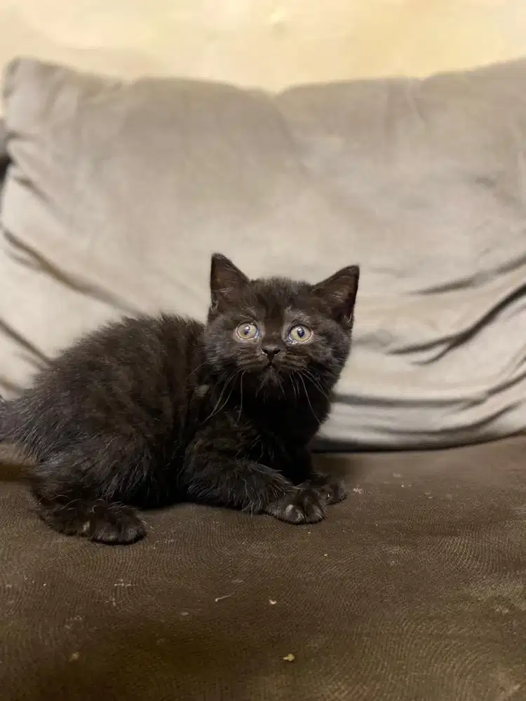 British ShortHair Black Solid