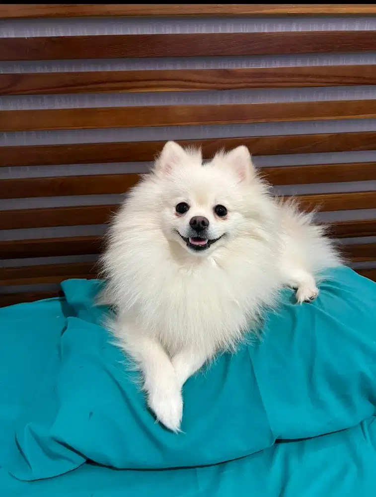 Minipom betina stambum