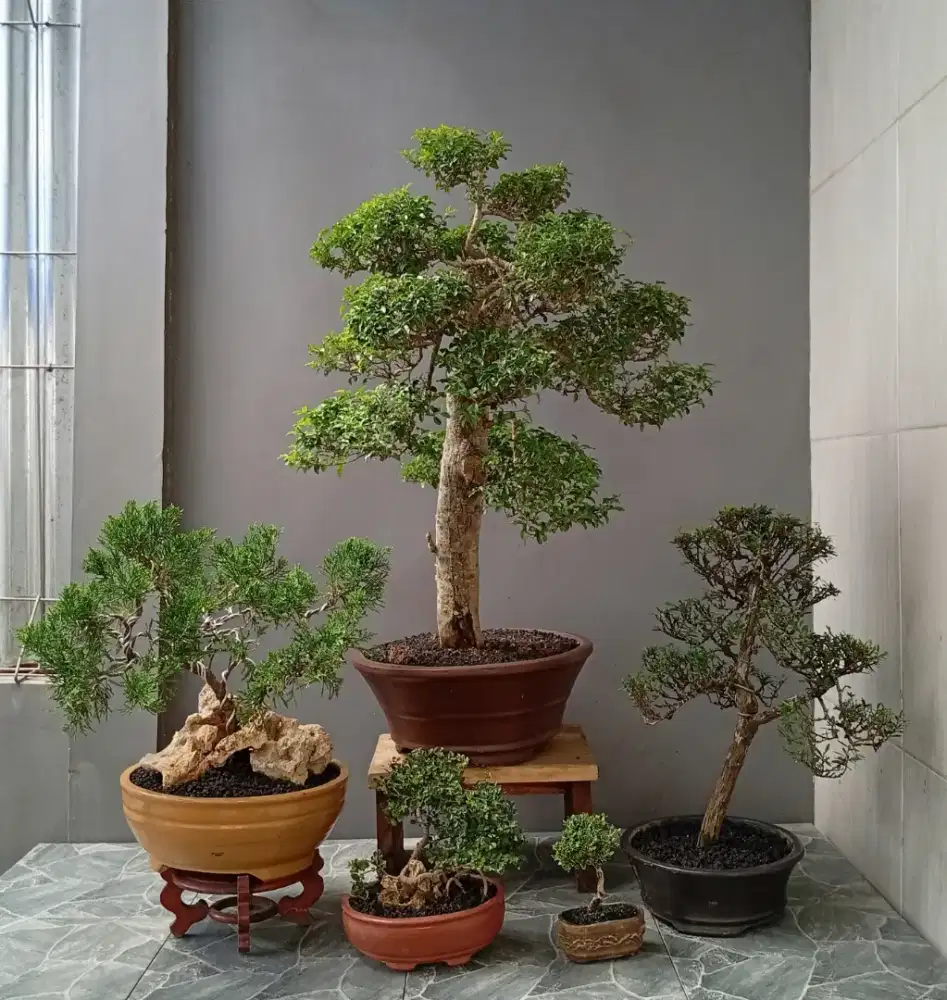 Borongan murah bonsai hias mini ada 5 pot