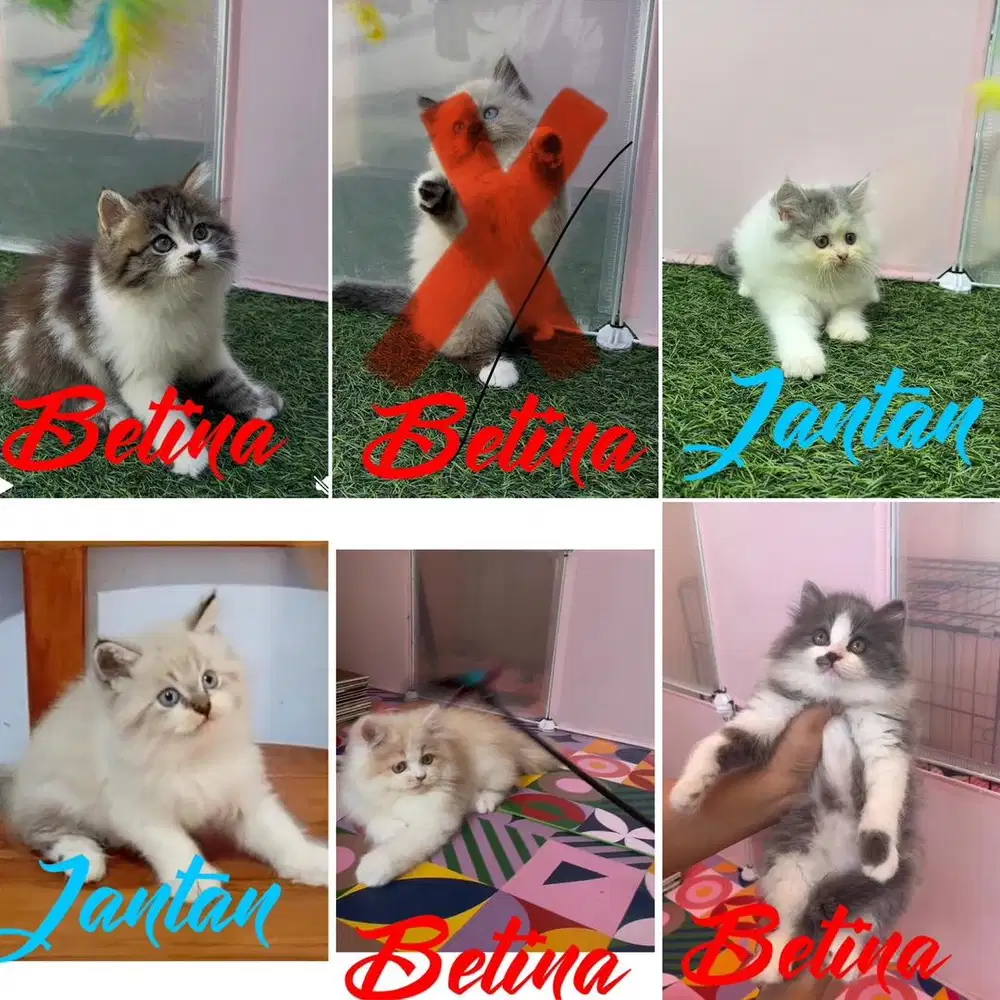 Kucing persia lepas adopt