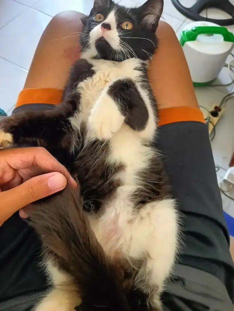 jual kucing ras peranakan masih umur 5 bulan