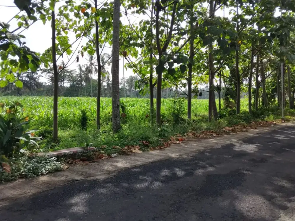 TANAH KEBUN 33.400 m2  - LOKASI STRATEGIS, BANYUWANGI