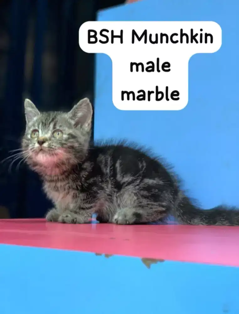 British short hair Munchkin marble male