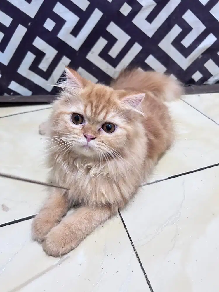 Kucing Persia Jantan