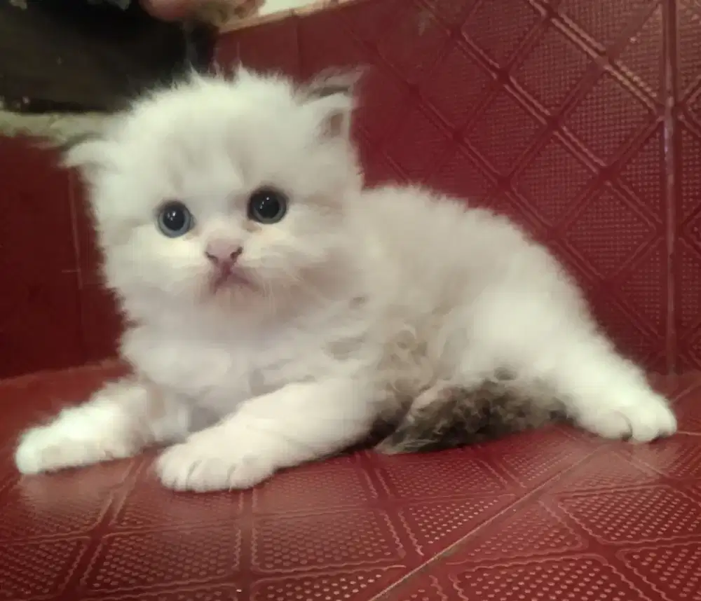 Kitten ragdoll betina bicollor