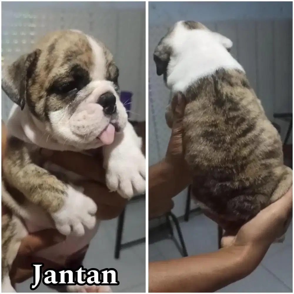 English bulldog jantan puppy