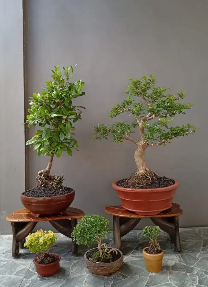Jual murah bonsai mini ada 5 pohon