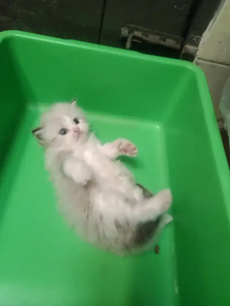 Kitten ragdoll betina bicollor