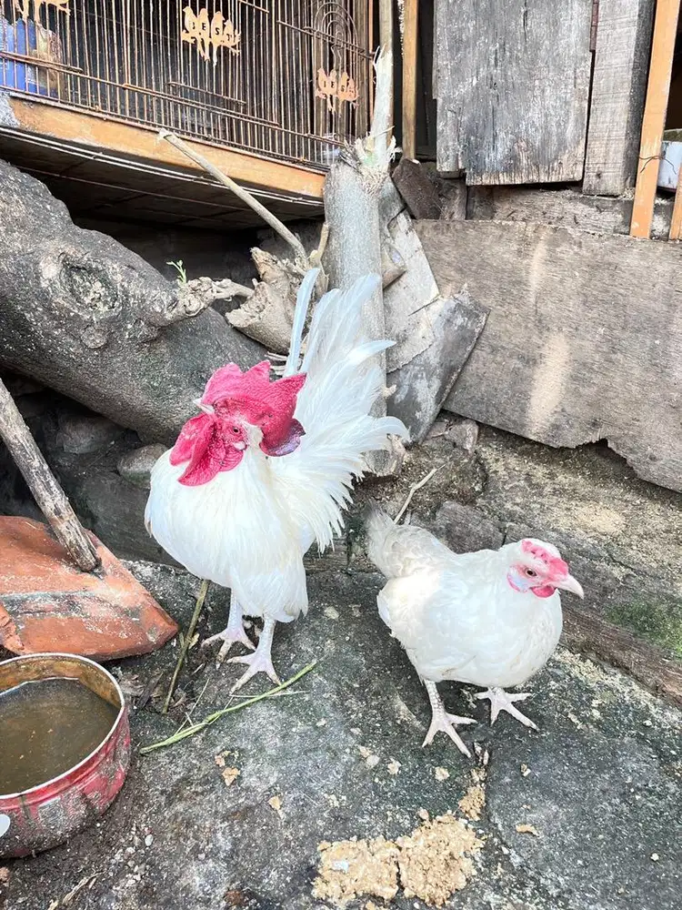 Dijual Ayam Kate 10 Ekor (Borongan) & Bisa Pasangan
