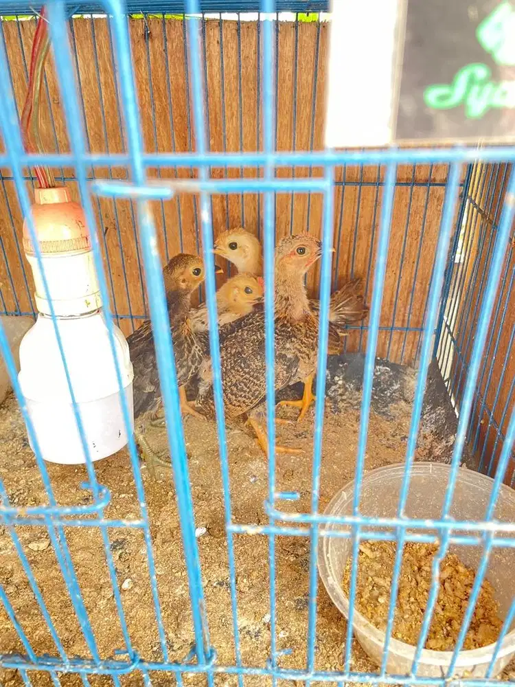 Dijual Ayam Kate 4 Ekor (Borongan) & Bisa Pasangan