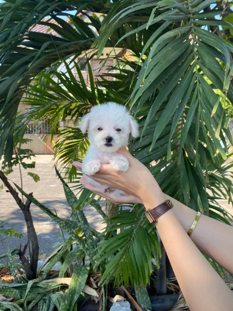 Teacup maltipoo jantan