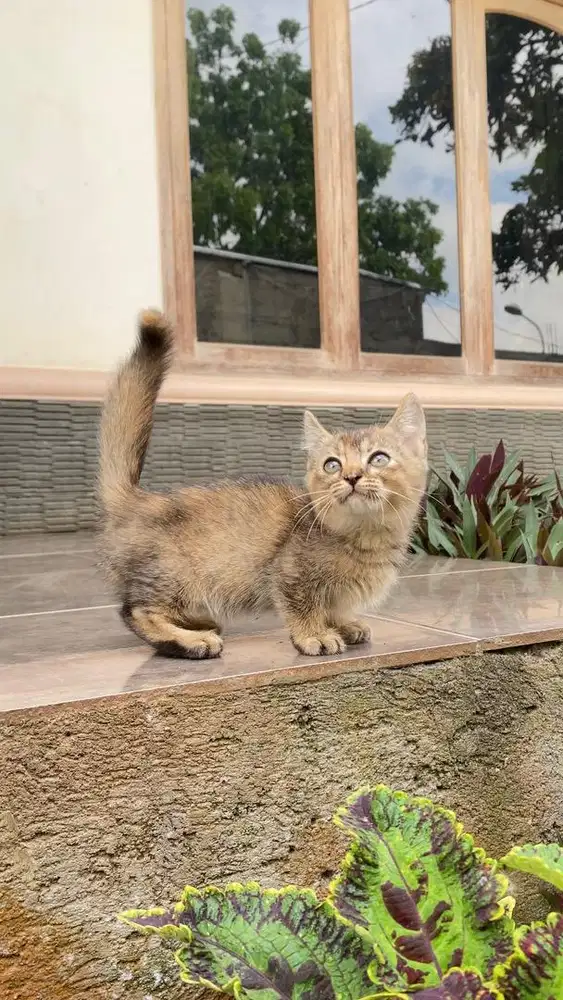 Kucing munchkin british shorthair bsh kitten golden