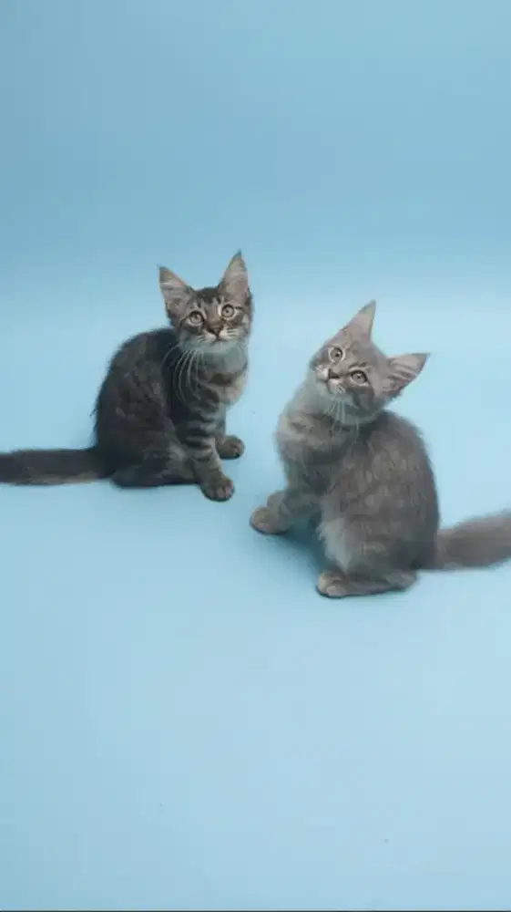 Kucing mainecoon / kitten mainecoon / mc / menkun / ped
