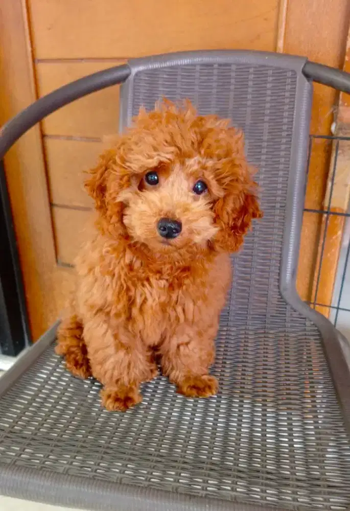Jual puppy red poodle