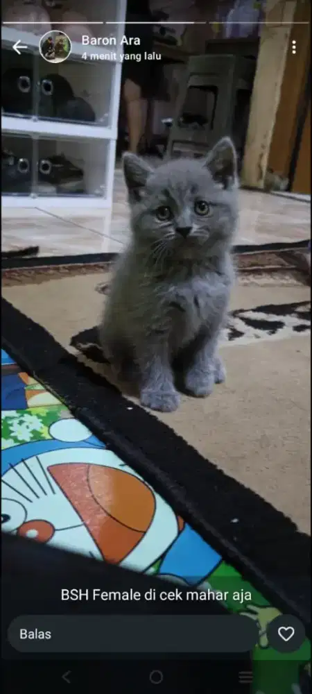 kucing british bsh