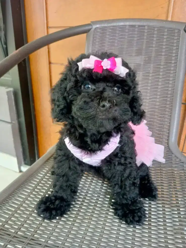 Jual puppies black poodle