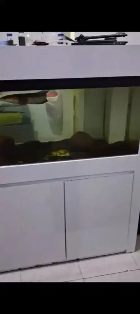 Akuarium ikan hias