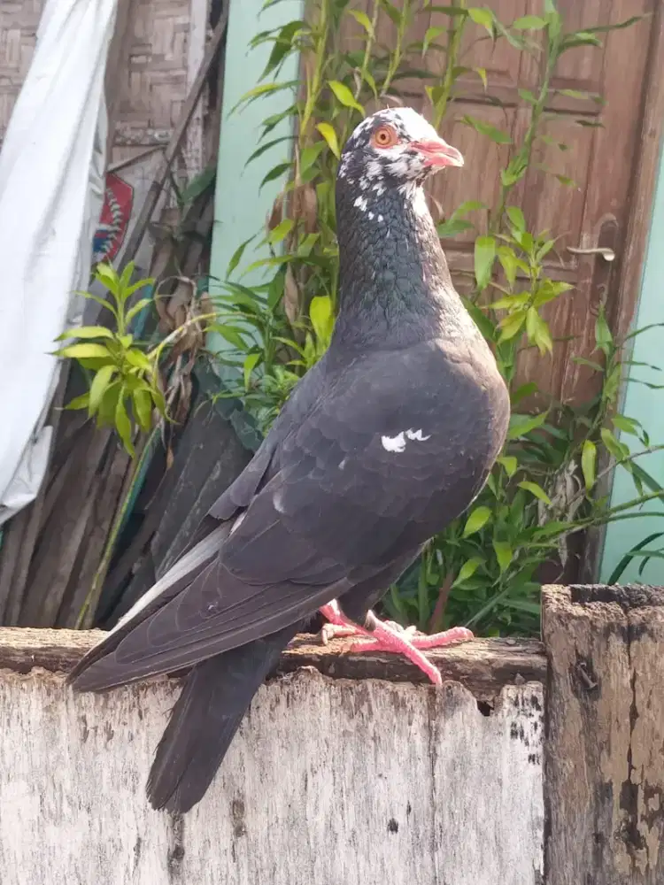 Merpati tinggian induk