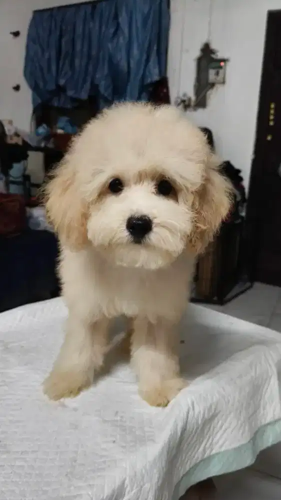 Poodle betina non stb