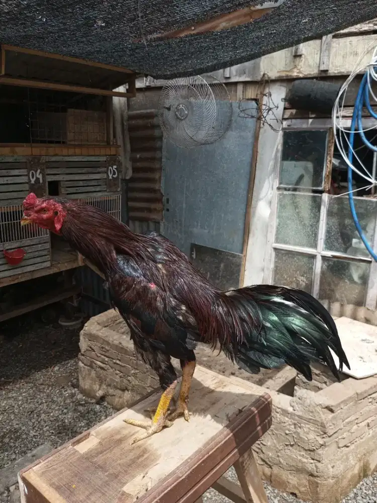 Ayam Bangkok dewasa