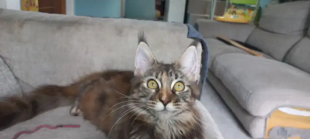 Kucing Mainecoon betina bapak PED ibu non PED