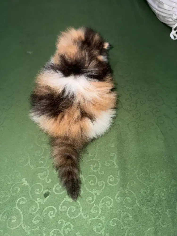 Kucing persian longhair