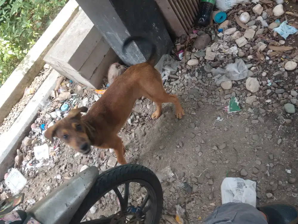 Jual Anjing Umur 4 bln