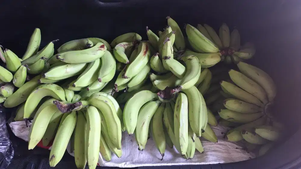 Pisang ambon , pisang kepok ,