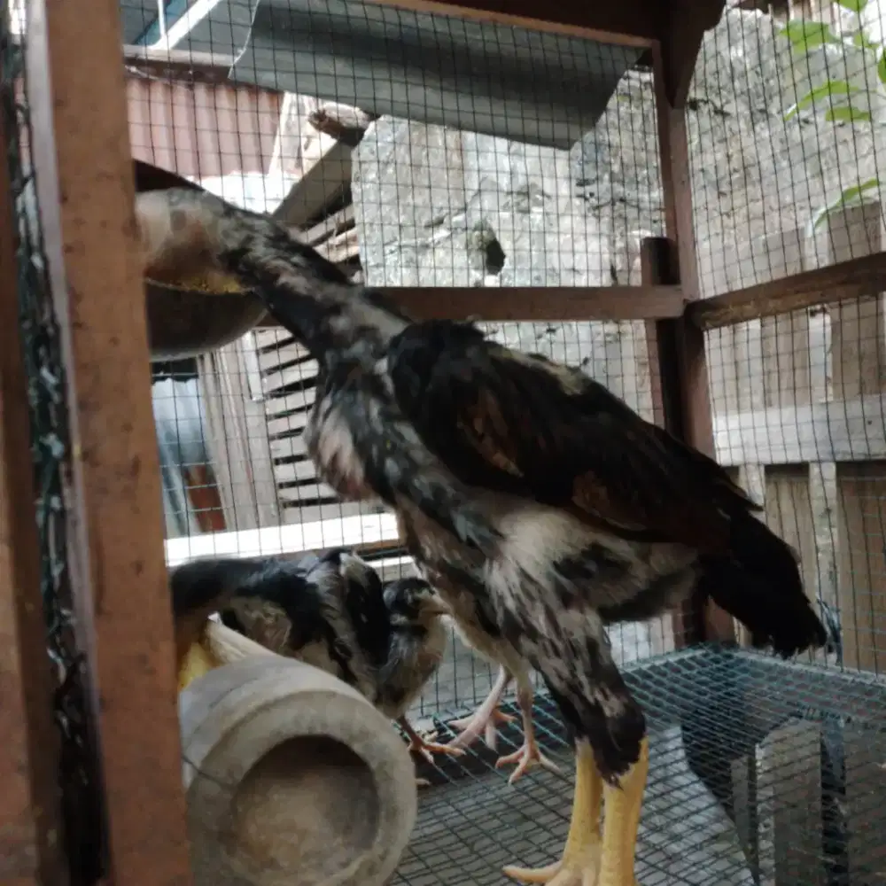 Ayam shamo japan usia 3 bulan kurang