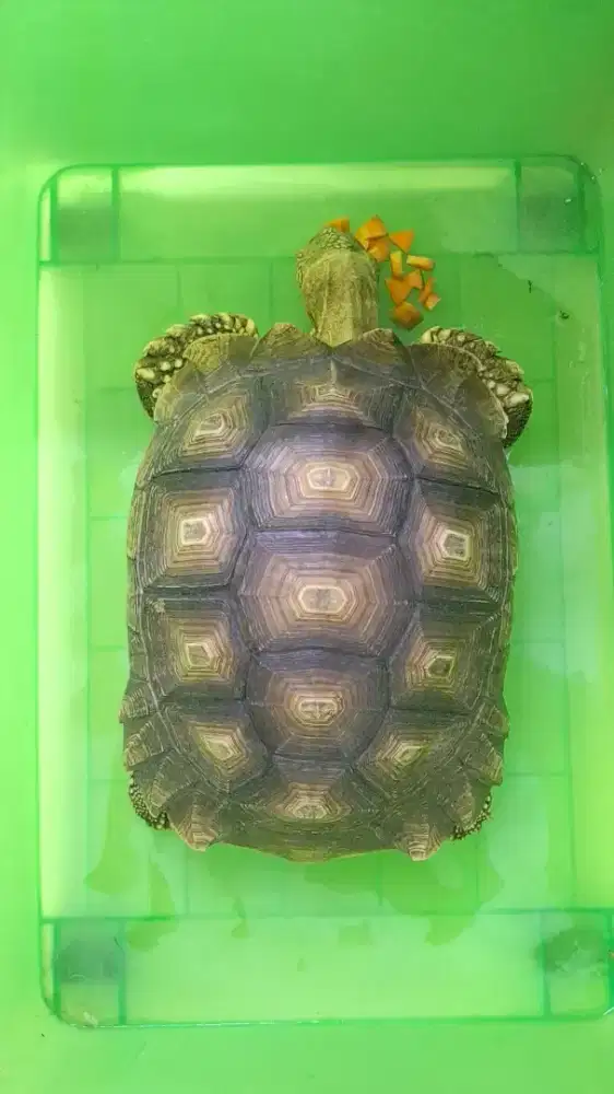 Kura darat sulcata