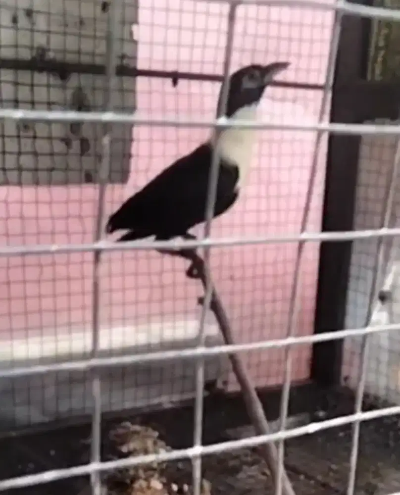 Bilbong pendeta burung langka