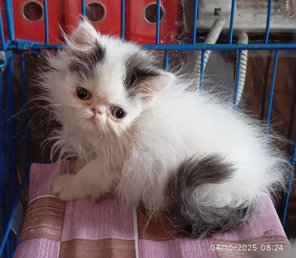 Kitten peaknose long hair