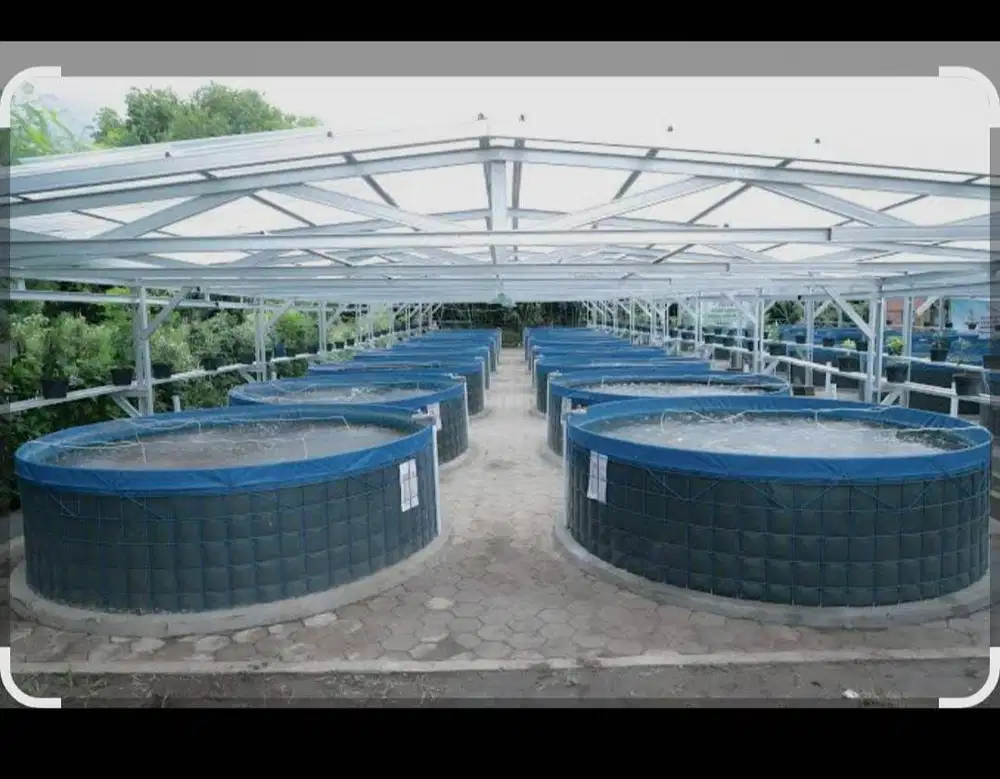 BIOFLOK IKAN LELE BEKAS
