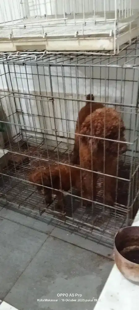 Dijual anakan pudel betina umur 1.5 bulan..
