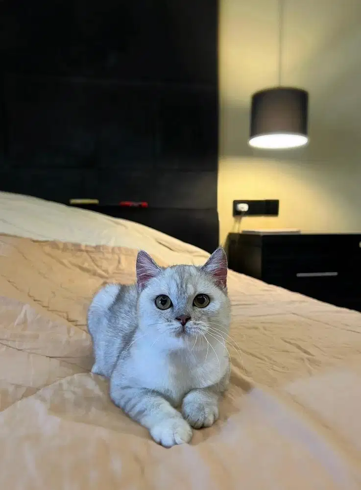 Kucing British Shorthair Silver FEMALE BSH SF