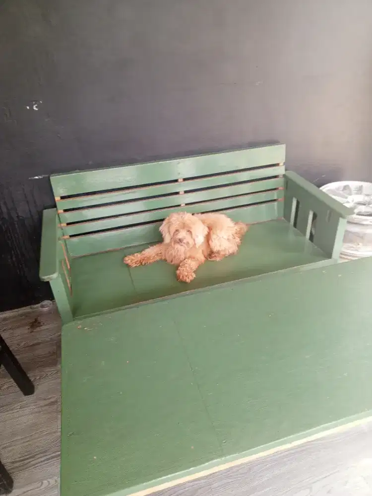 Poodle jantan semi hibah