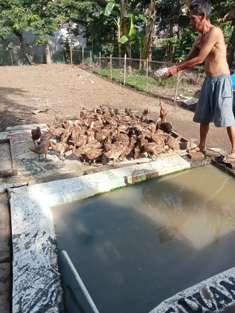 Bebek jantan berat -+ 0,9-1kg