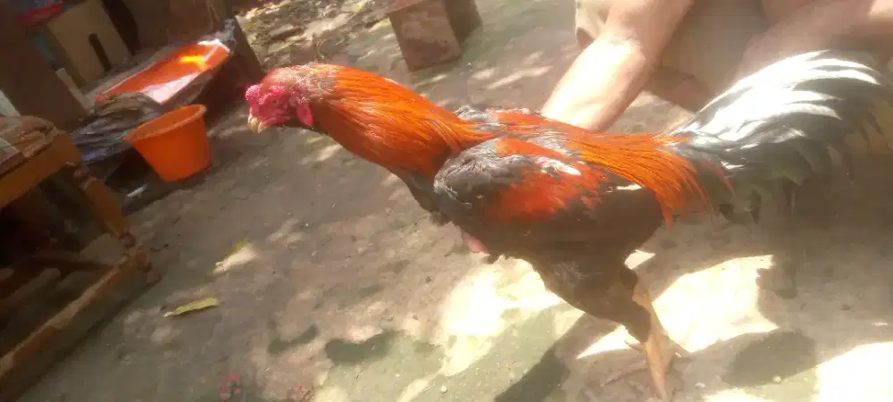 Ayam Bangkok selatann