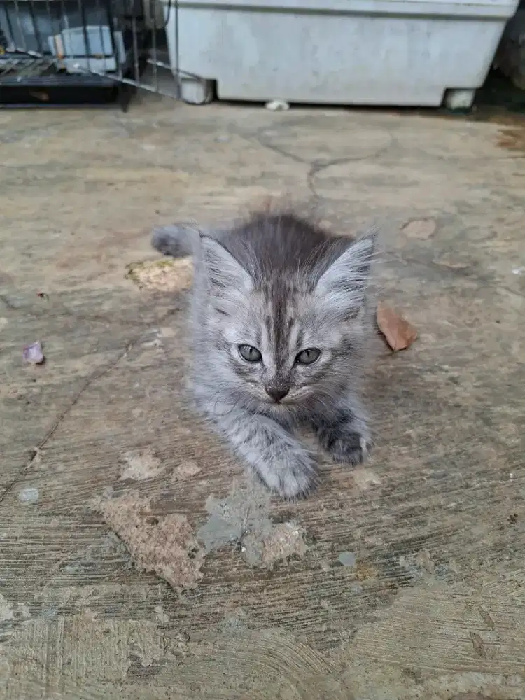Anakan Kucing Persia mix MC