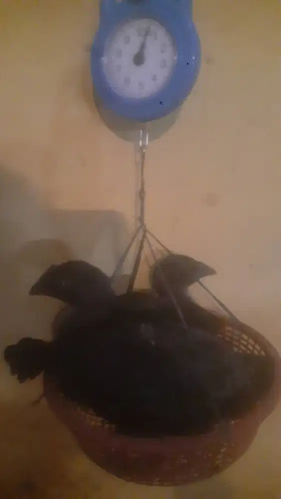 Ayam Cemani Sepasang