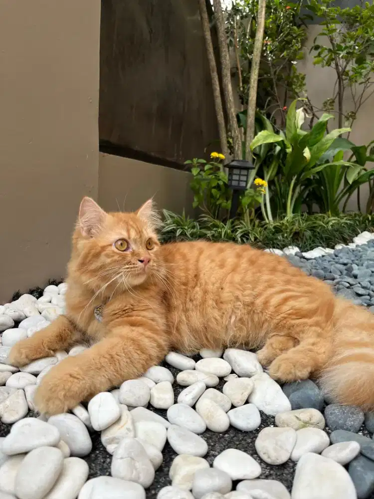 Kucing Persian Medium Jantan