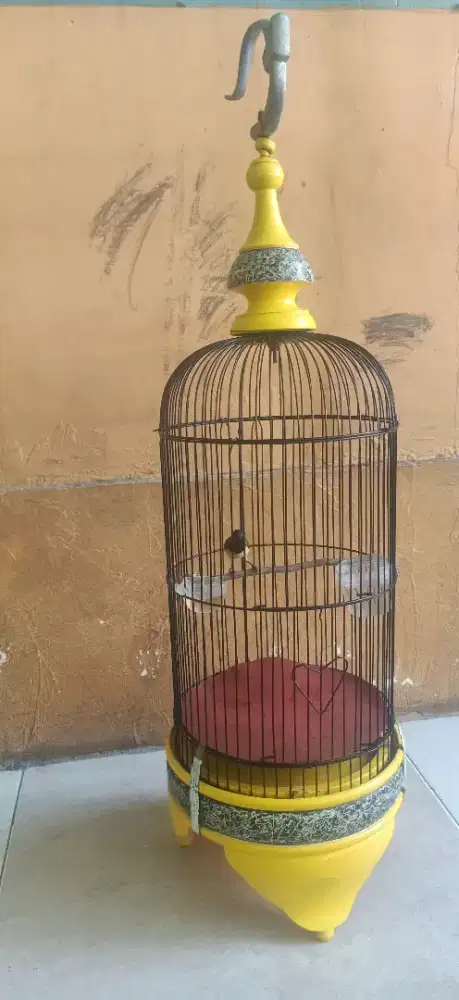burung masteran gacor