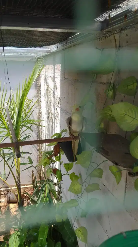 Di jual Burung falk atau parkit astrali