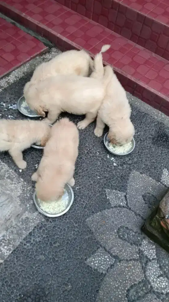 Anakan Golden Betina dan jantan